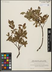 Foto von Salix waldsteiniana Willd.